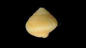 Mitra pellisserpentis pellisserpentis (檸檬筆螺)