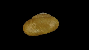 Acusta tourannensis (球蝸牛)