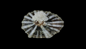 Siphonaria laciniosa (花松螺)