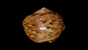 Oliva annulata (寶島榧螺)