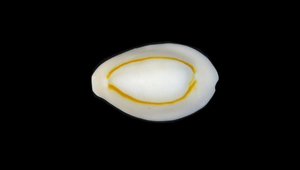 Cypraea annulus (金環寶螺)