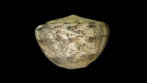Conus arenatus (紋身芋螺)