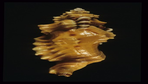 Cymatium lotorium (象鼻法螺)
