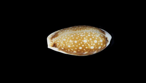 Cypraea labrolineata (梨皮寶螺)