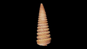 Terebra anilis (徐娘筍螺)-資源代表圖