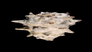 Drupa ricina ricina (黃齒岩螺)