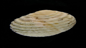 Nerita plicata (白肋蜑螺)