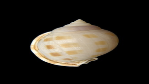 Phalium bisulcatum bisulcatum (斑帶鬘螺)