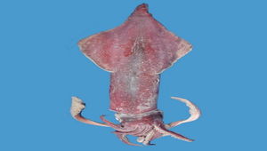 Uroteuthis edulis budo (武道真鎖管)