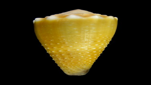 Conus lividus (晚霞芋螺)