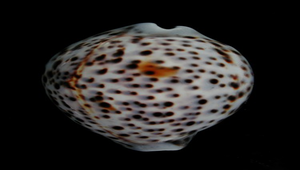 Cypraea tigris (黑星寶螺)