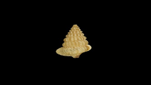 Cerithium citrinum (黃蟹守螺)