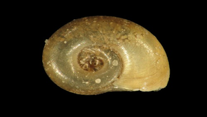 Polypylis hemisphaerula (台灣類扁蜷)