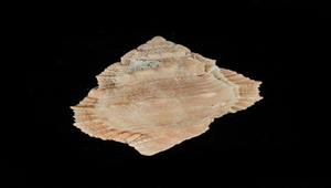 Bufonaria margaritula (麗珠蛙螺)