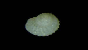 Pseudoliotia pulchella (白菊齒輪螺)