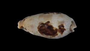 Cypraea pulchella (黑齒寶螺)