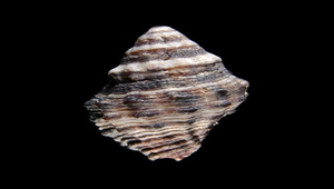 Cronia margariticola margariticola (稜結螺)