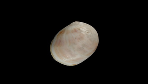 Polinices melanostomus (黑唇玉螺)