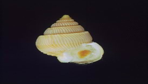 Zeuxis hirasei (平瀨織紋螺)-資源代表圖