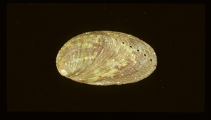 Haliotis diversicolor (九孔螺)