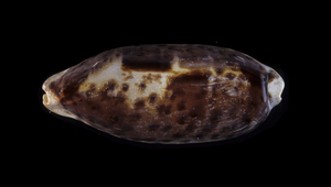 Cypraea testudinaria (叢雲寶螺)