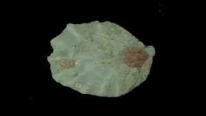 Spiniplicatula muricata (刺貓爪蛤)-資源代表圖