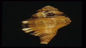 Cymatium grandimaculatum (黑斑象鼻法螺)