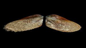 Modiolus auriculatus (雲雀殼菜蛤)