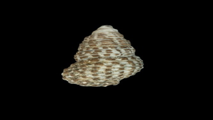 Clypeomorus bifasciatus bifasciatus (白葚蟹守螺)