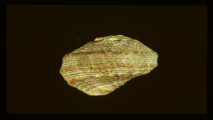 Lunella coronata (珠螺)