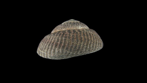 Omphalius nigerrima (臍孔黑鐘螺)