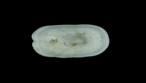 Scutus sinensis (鴨嘴螺)