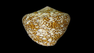Conus textile (織錦芋螺)