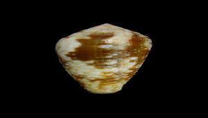 Conus catus catus (貓芋螺)-資源代表圖