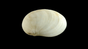 Sinum neritoidium (似蜑玉螺)