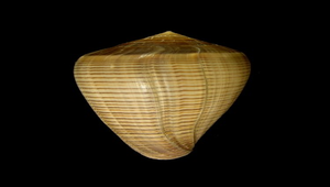 Conus figulinus (黑線芋螺)