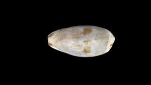 Cypraea gracilis (小眼寶螺)