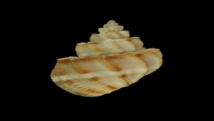 Scalptia scalariformis (折紋核螺)