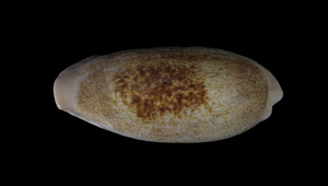 Cypraea caurica (清齒寶螺)-資源代表圖