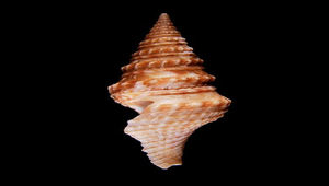 Turricula nelliae spurius (環珠捲管螺)