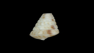 Pyramidella acus ()