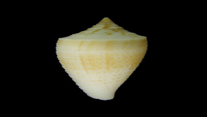 Conus sulcatus (木乃伊芋螺)