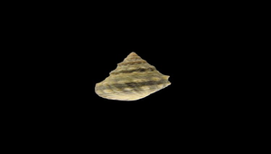 Nodilittorina pyramidalis (顆粒玉黍螺)