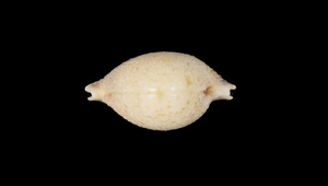 Cypraea cicercula cicercula (繡珠寶螺)