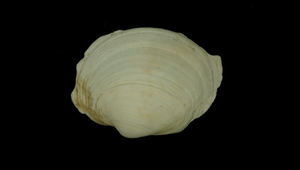 Anodontia edentula (無齒滿月蛤)