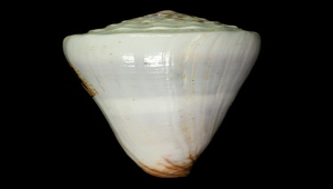 Conus distans (長距芋螺)