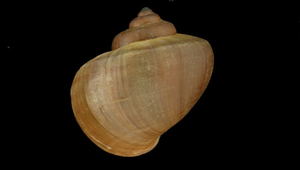 Pomacea scalaris (梯狀福壽螺)-資源代表圖