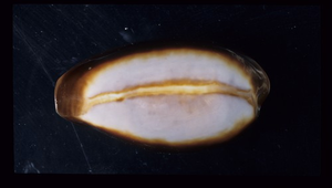 Cypraea onyx (瑪瑙寶螺)
