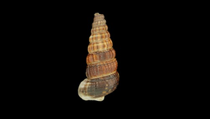 Cerithidea ornata (斑海蜷)