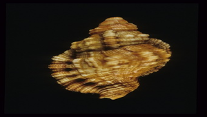 Cymatium aquatile (矮毛法螺)